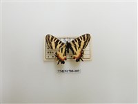 藏品(中國蝴蝶)的圖片